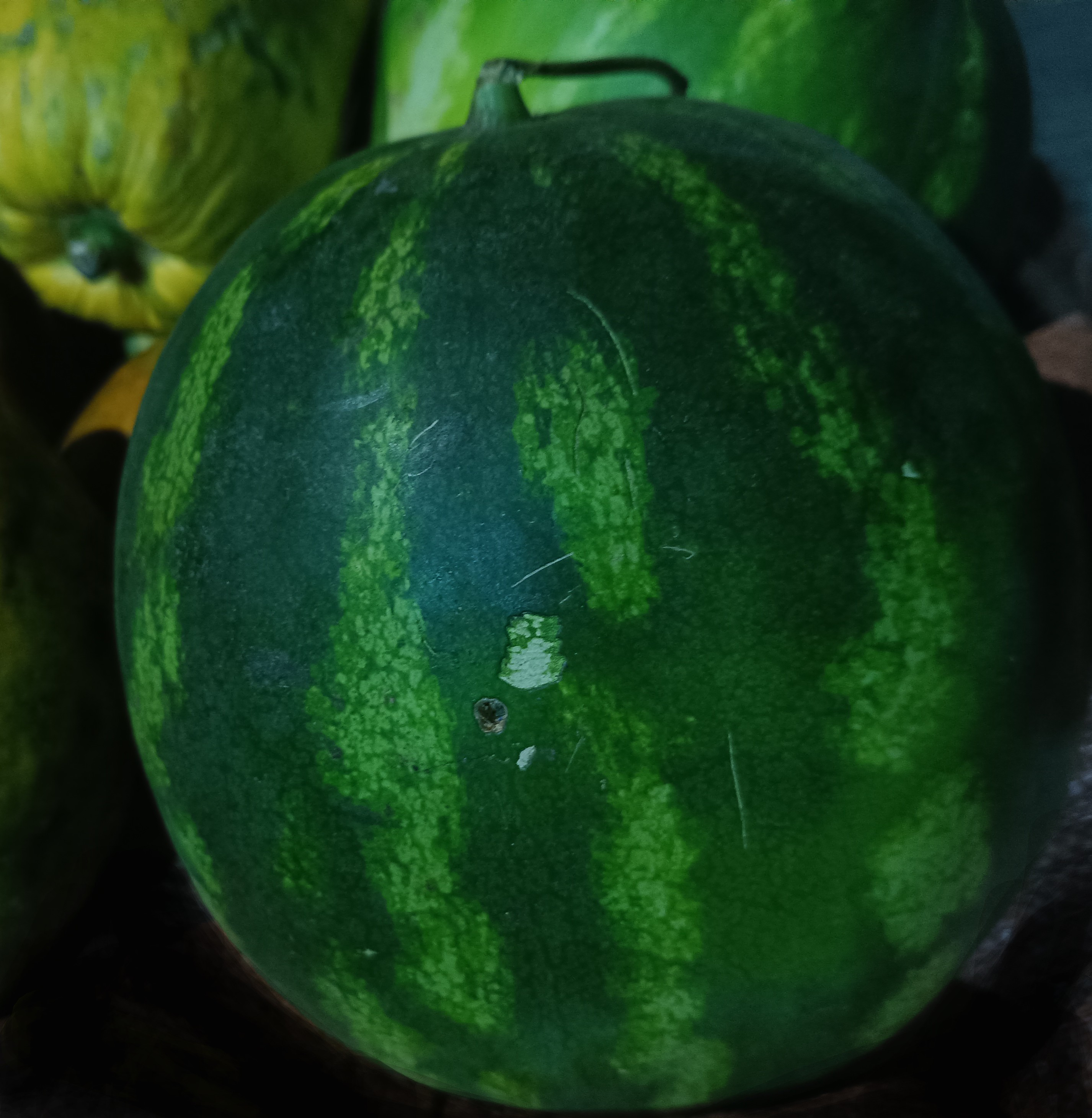 Watermelon/ ሀባብ