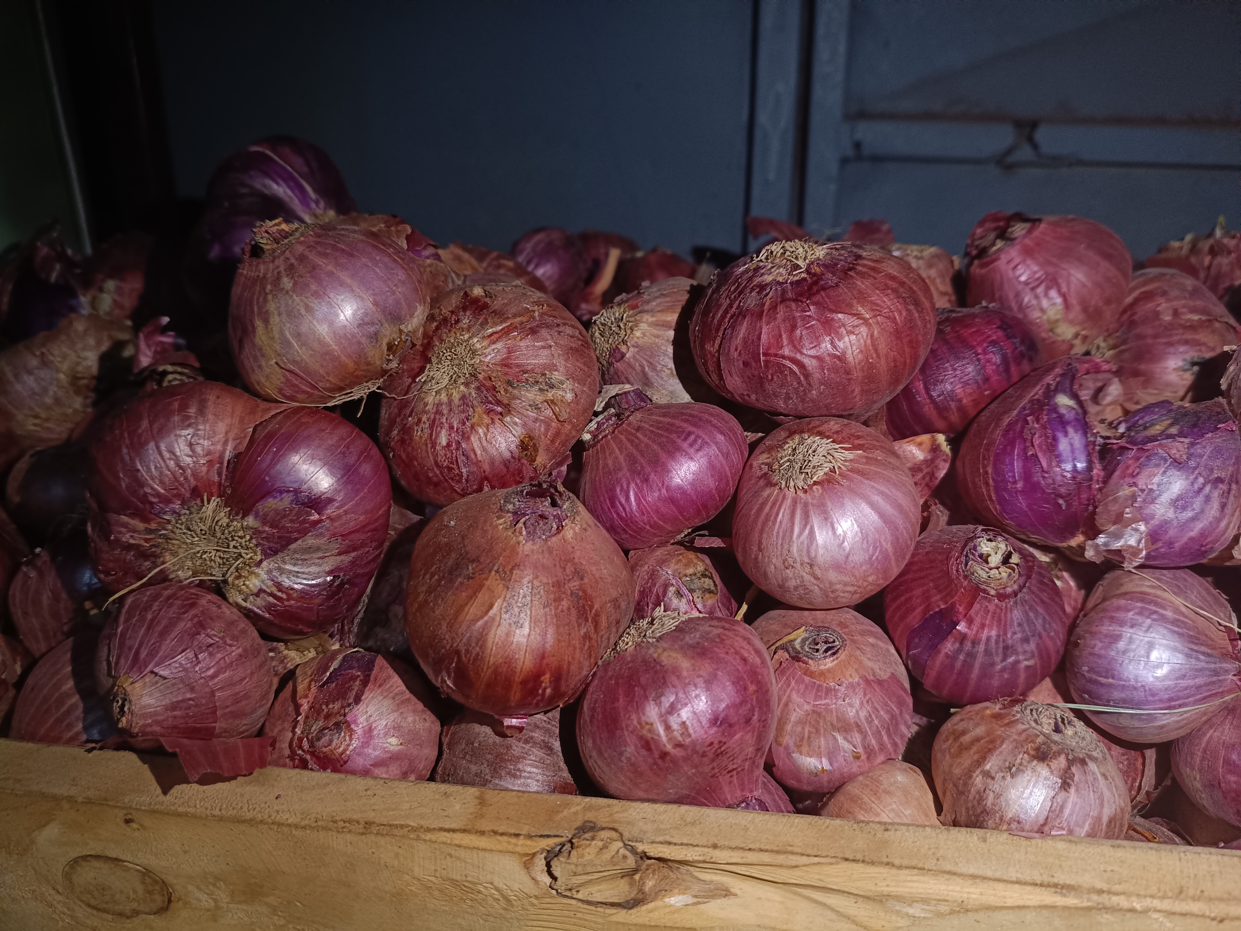 Onion/ ሽንኩርት