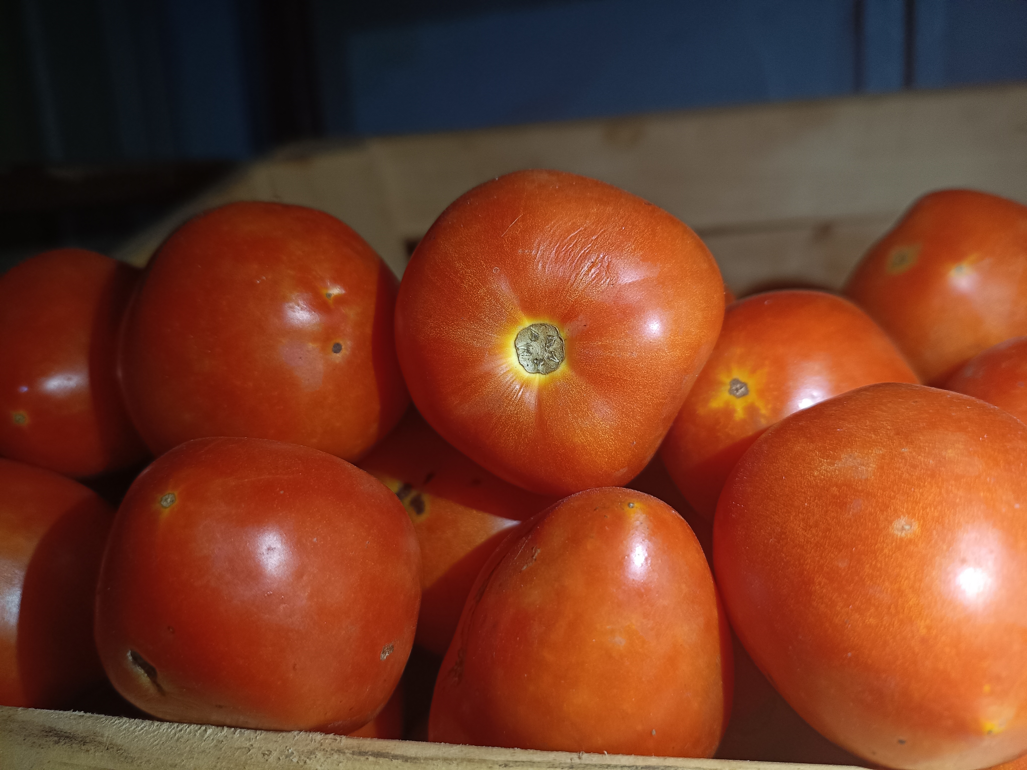 Tomato/ቲማቲም